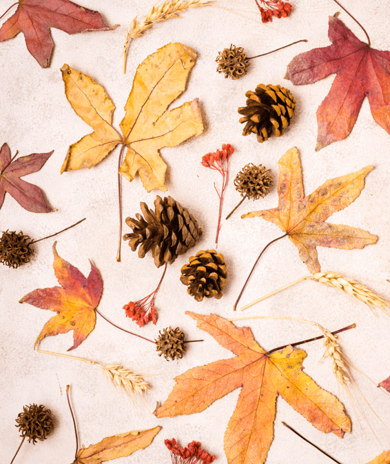 🍂 L’automne s’installe en gare : nos coups de cœur cocooning à savourer